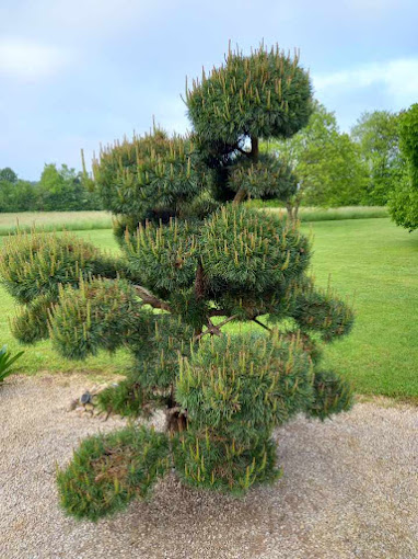 CRÉATION ET AMÉNAGEMENT DE JARDIN À CHANGÉ